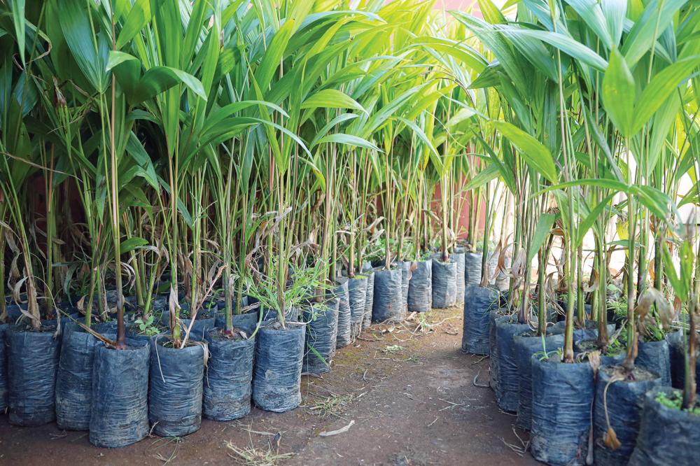 Prefeitura de Santo Antônio do Descoberto fortalece a agricultura familiar